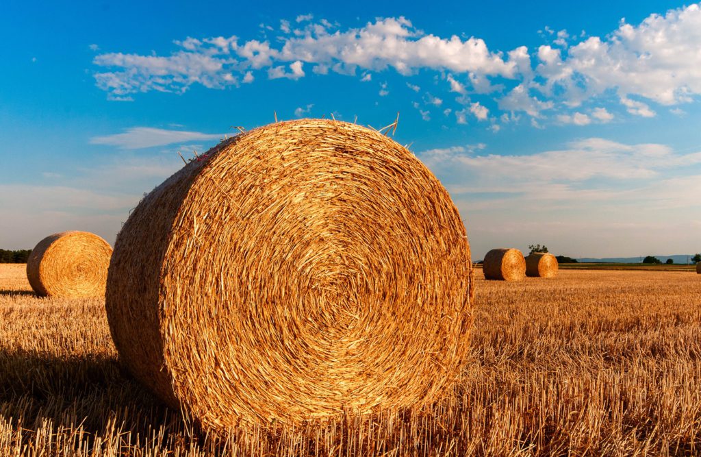 L’agricoltura coglierà le opportunità del digitale?