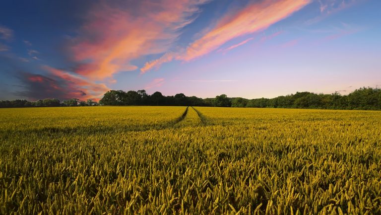 Tecnologia che aiuta l’agricoltore: il ruolo dei DSS