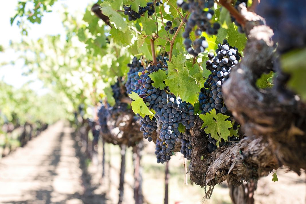 BESTMEDGRAPE: dagli scarti del vino può nascere un fiore? Intervista a Maria Manconi