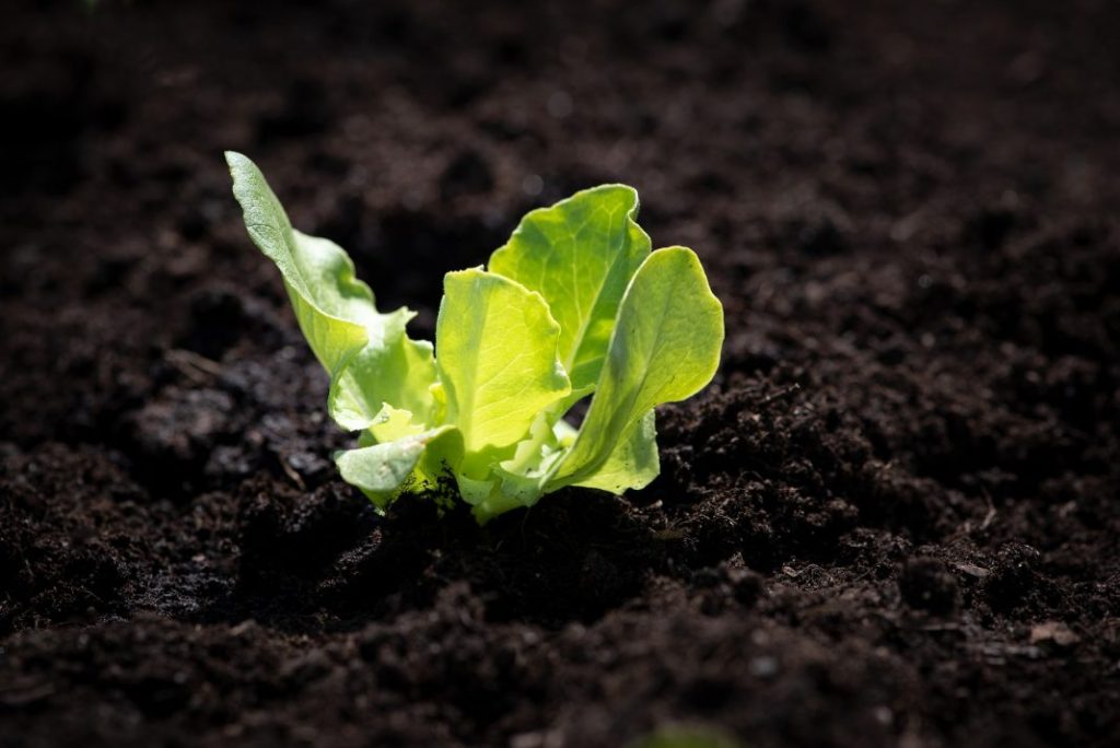 Nuova realtà green: gli orti aziendali