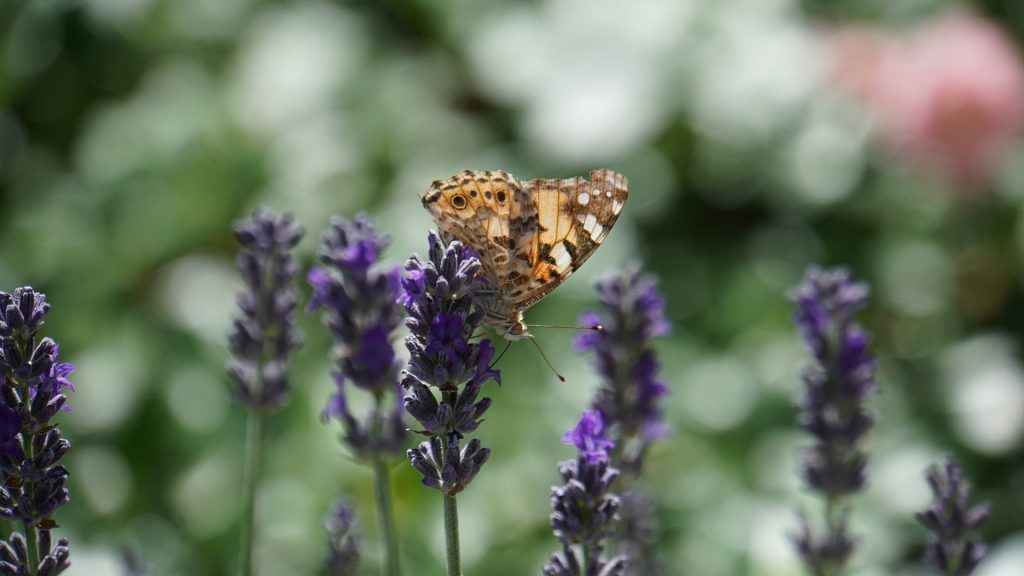 Biodiversità: male, non malissimo, meglio con il digitale