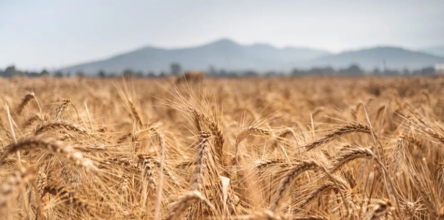 Nasce Agrifood Evolution, per la sostenibilità digitale del settore agro-alimentare: il canale guidato da Andrea Bertaglio