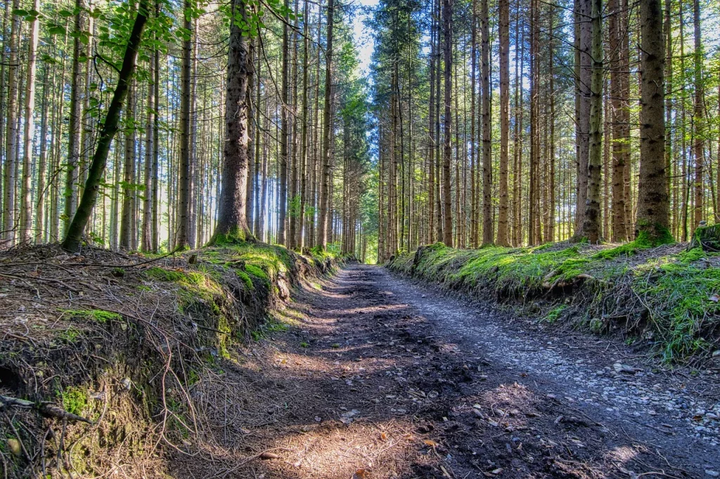 Foreste sostenibili e competitive, una spinta anche dalla tecnologia e dal digitale