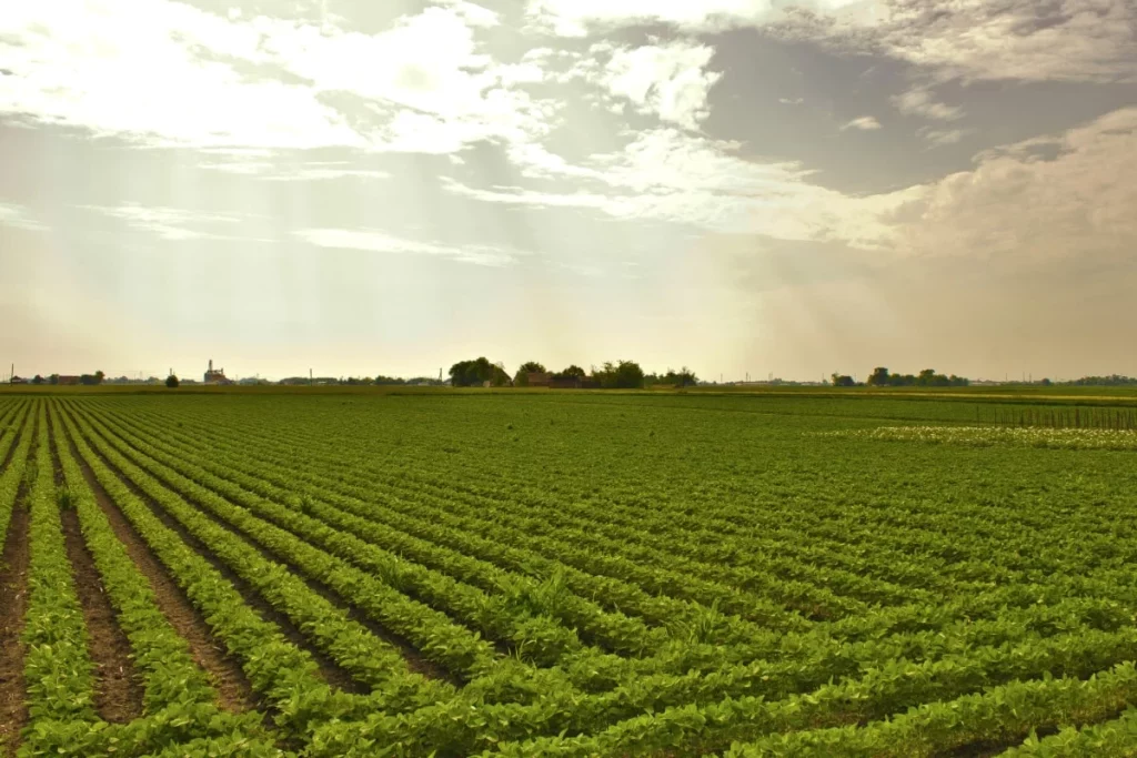 Investire in digitalizzazione e innovazioni, per un agrifood più produttivo e sostenibile