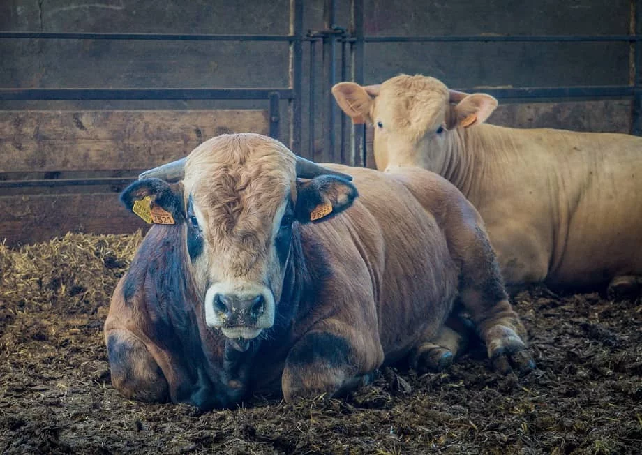 Il benessere animale grazie alle tecnologie digitali