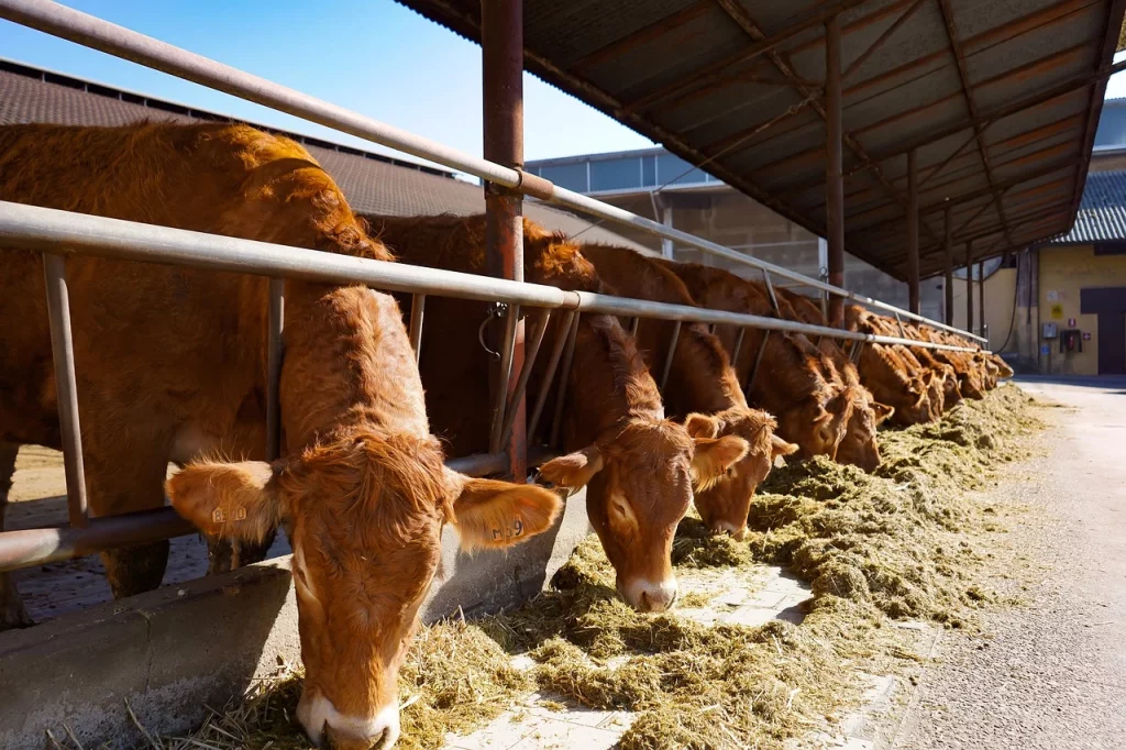 Una dieta per l’ambiente