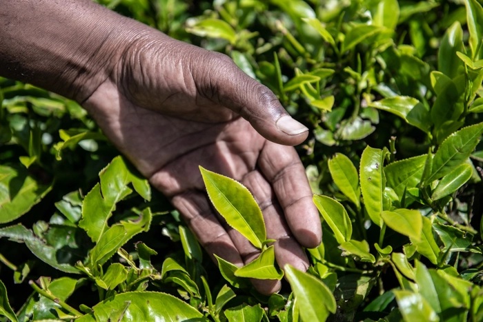 Agritech e paesi in via di sviluppo, servono finanziamenti e formazione