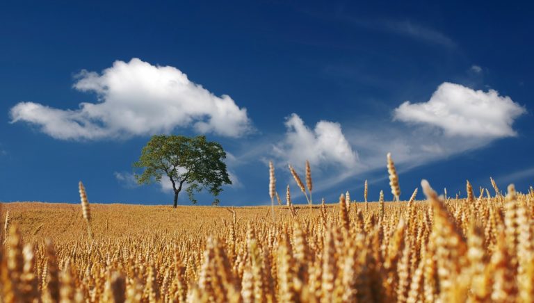 Vantaggi e sfide della digitalizzazione del settore agricolo europeo