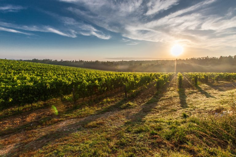 Siamo la filiera che mangiamo. Le applicazioni della tecnologia blockchain sull’agroalimentare